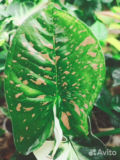 Сингониумы