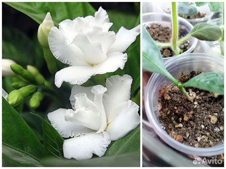 Табернемонтана