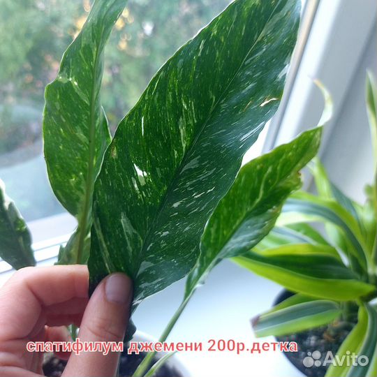 Комнатные цветы