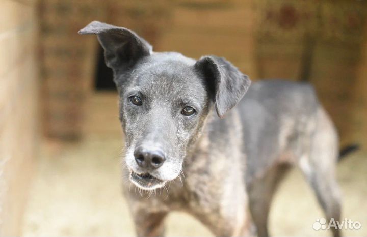 Буча в добрые руки спасите пёсиху