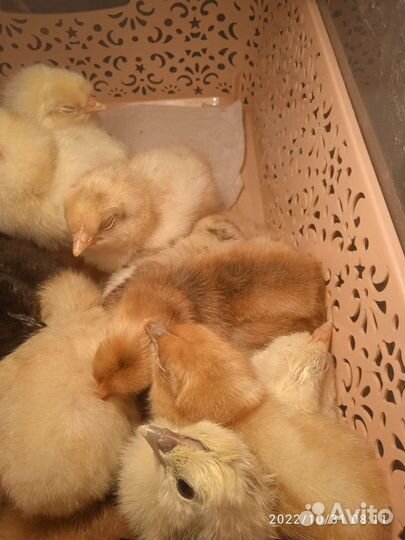 Суточные цыплята