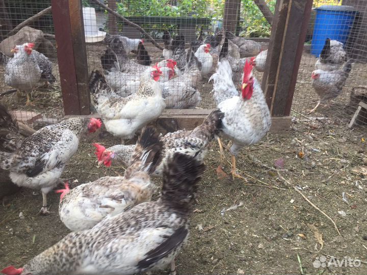 Инкубационное яйцо - Серебристый Леггорн