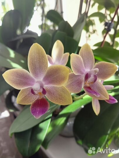 Орхидеи фаленопсис