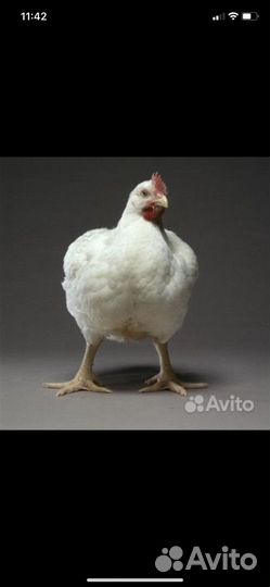 Куры бройлеры