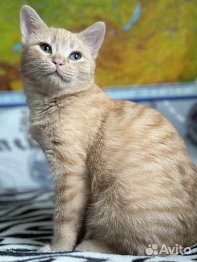 Котик в добрые руки