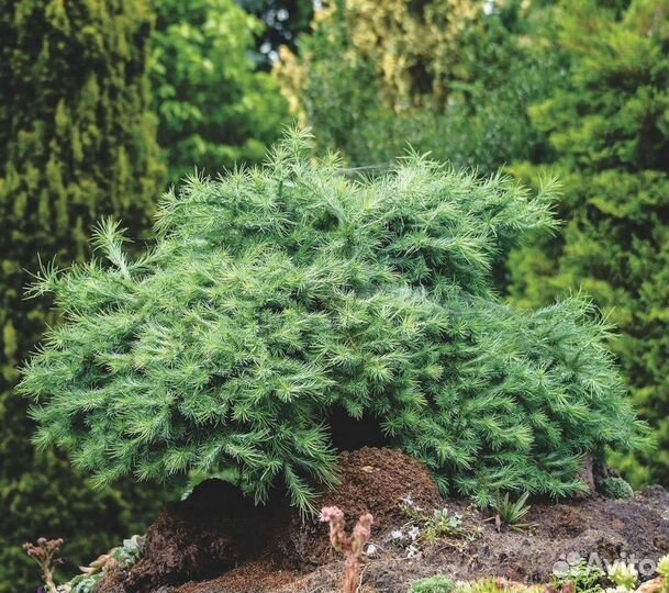 Лиственница японская