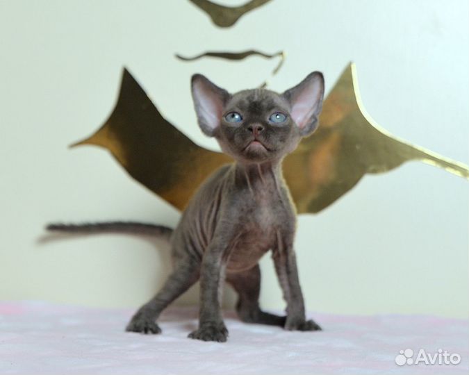 Котята девон-рекс