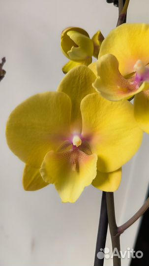 Орхидеи биг липы Манго, Венецианский карнавал