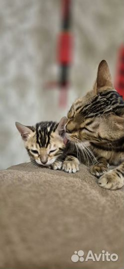 Бенгальские котята