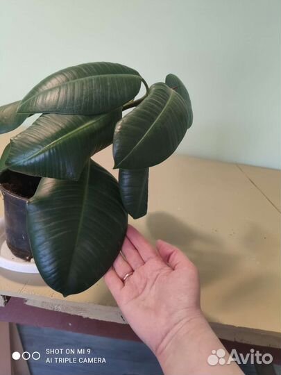 Фикус каучуконосный