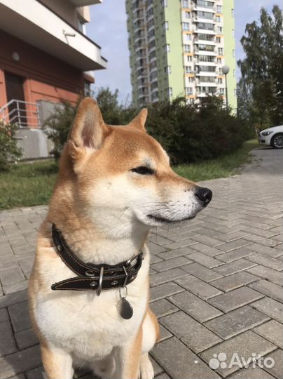 Сиба-ину кобель вязка