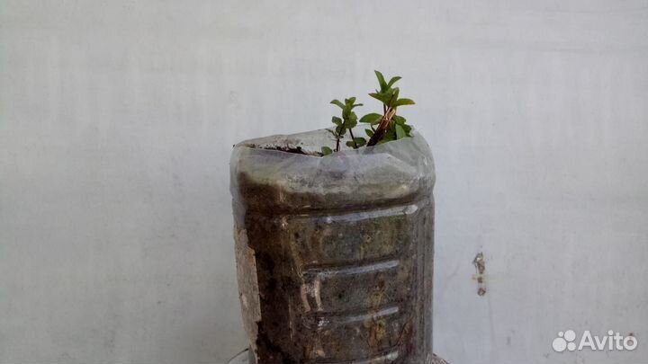 Саженцы деревьев и кустов