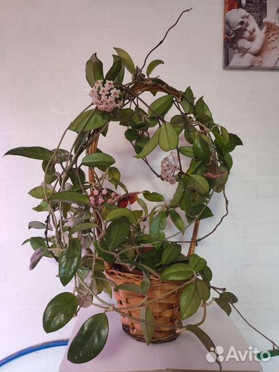 Огромная Хойя Карноза