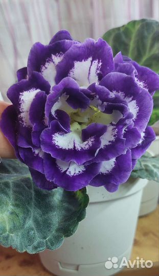 Глоксинии сортовые