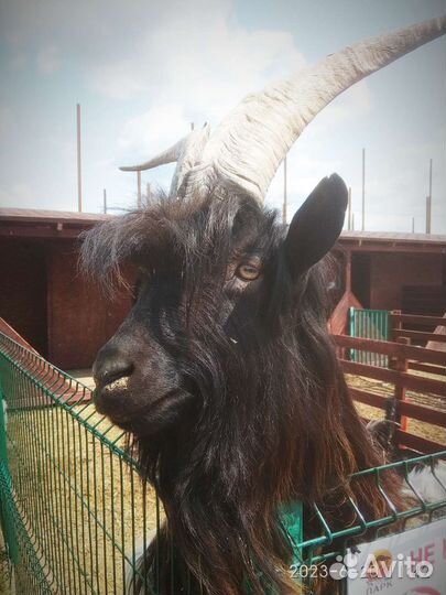 Молоко козье