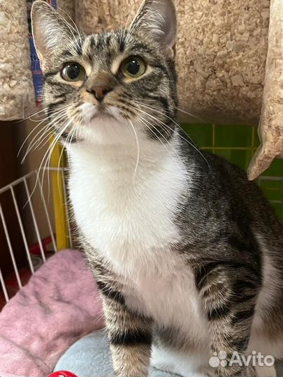 Спасите Герду