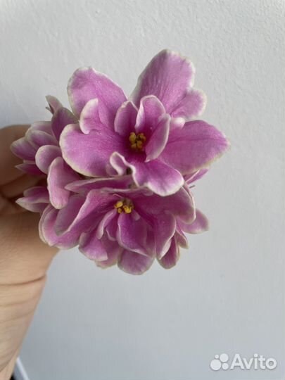 Фиалка Pink Amiss лист с корнями