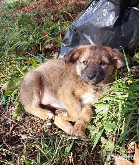 Щенок в добрые руки