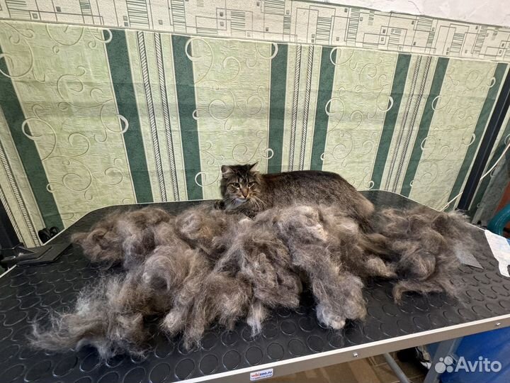 Груминг животных