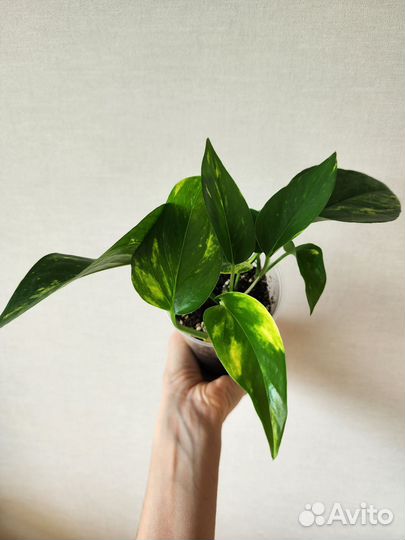 Эпипремнум