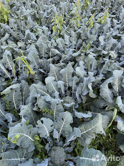 Брокколи, цветная, огурцы, помидоры