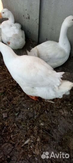 Гуси молодые