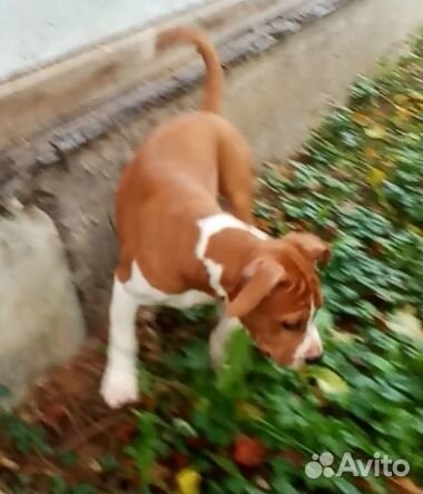 Щенки амстаффа, девочки