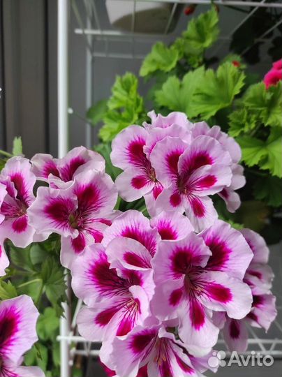Герань пеларгония