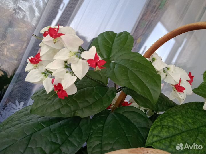 Клеродендрум госпожи томпсон