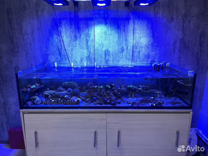 Аквариум фраговик