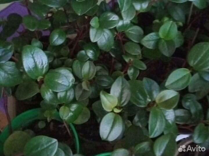 Каланхоэ, фуксия, пеперомия, айхризон, сингонеум