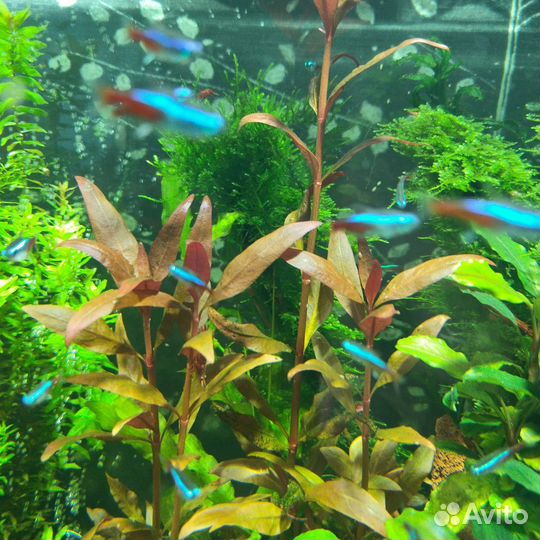 Аквариумные растения прополка