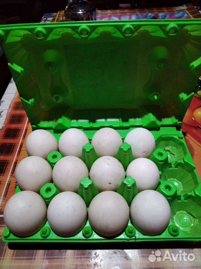 Утиное инкубационное яйцо. Отличный оплод