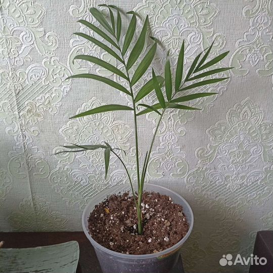 Комнатные цветы