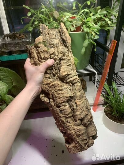 Кора пробкового дуба