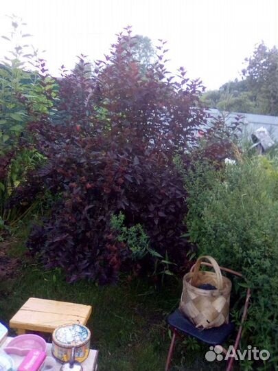 Пузыреплодник