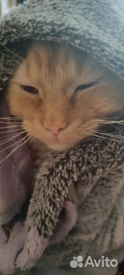 Добрые руки