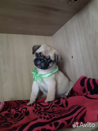 Мопса щенки с документами РКФ (с Новосибирска)