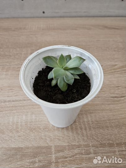 Суккуленты