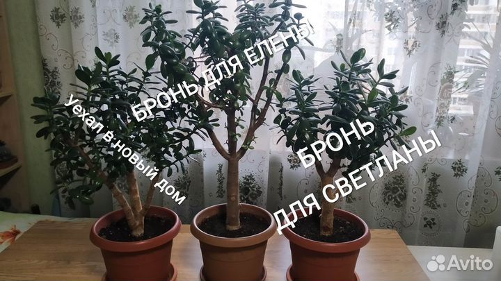 Толстянка/денежное дерево