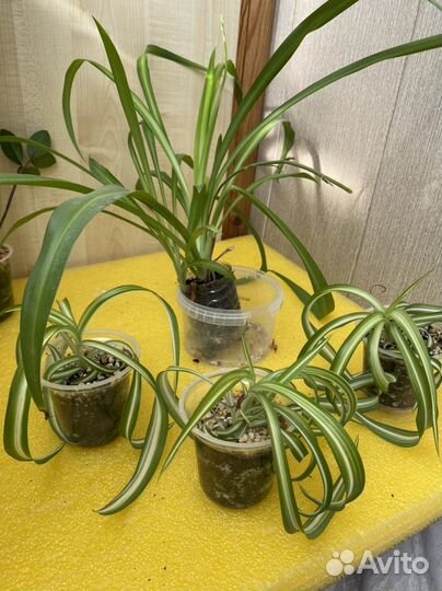 Замиокулькас щучий хвост хлорофитум