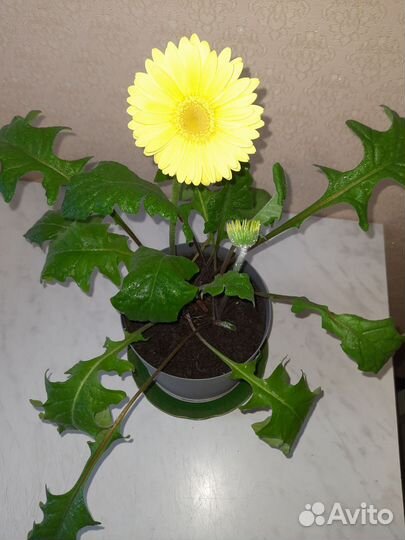 Гербера лимонная