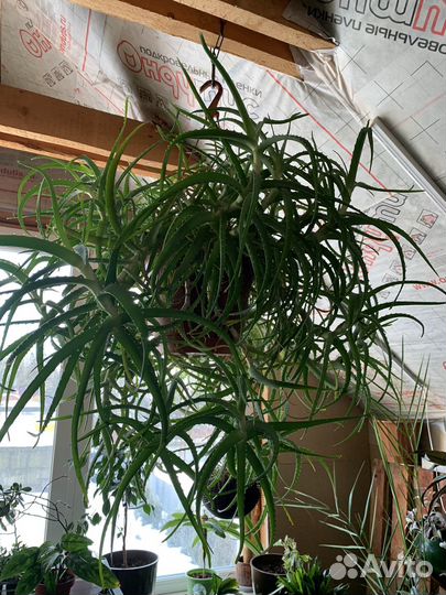 Крупные комнатные растения