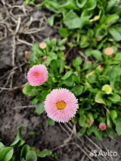 Флоксы,маргаритки,астильба,ясколка