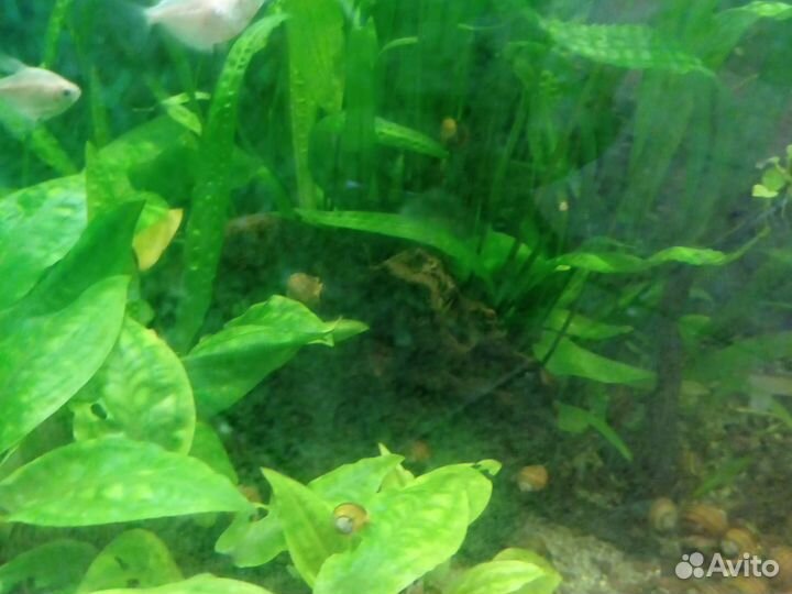 Аквариум 130*45*55