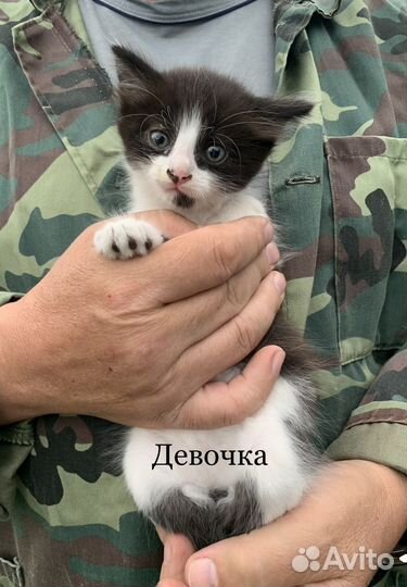 Котята в дар