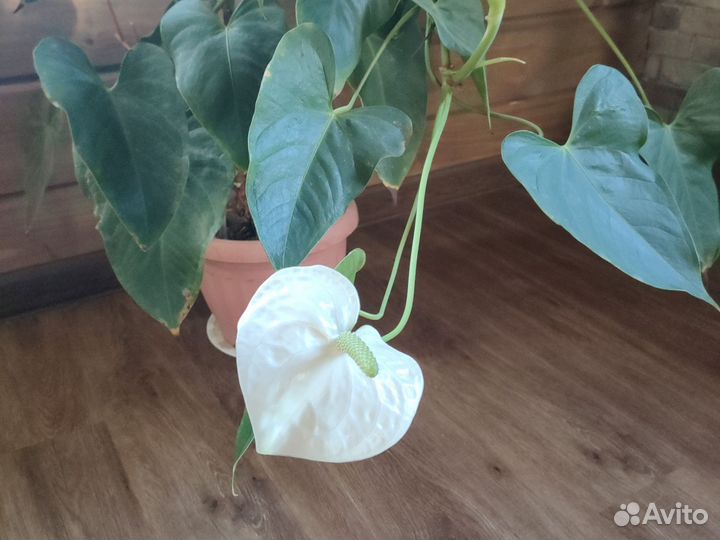 Комнатные цветы