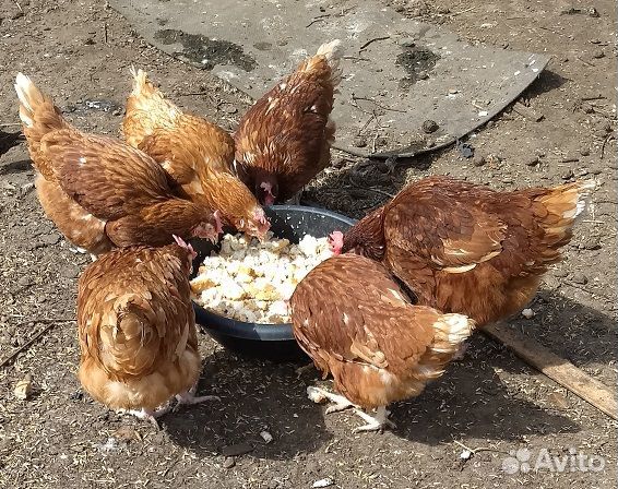 Куры несушки