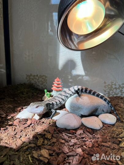 Синеязыкий сцинк