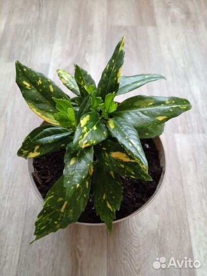 Комнатные цветы. Кротон Аукуба